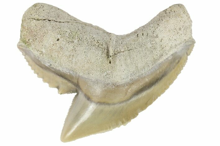Fossil Tiger Shark (Galeocerdo) Tooth - Aurora, NC #179010